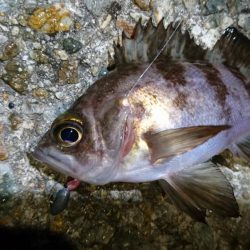 今夜もメバリング