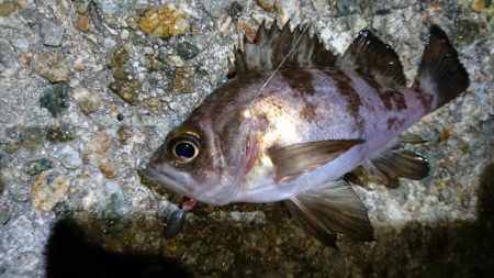今夜もメバリング