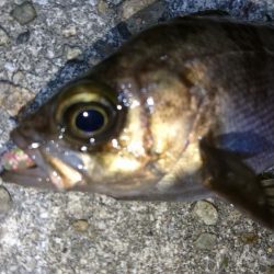 二見人口島でメバリング！！