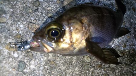 二見人口島でメバリング！！