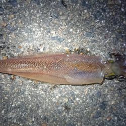 朝マヅメヤリイカエギング