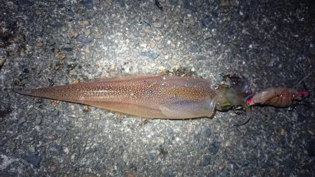 朝マヅメヤリイカエギング