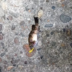 短時間メバリング