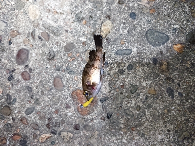 短時間メバリング