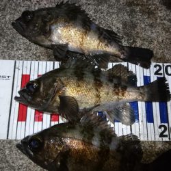 花粉症の為小一時間だけ・・・