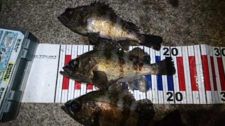 花粉症の為小一時間だけ・・・