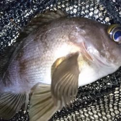 今夜は二見漁港でメバリング