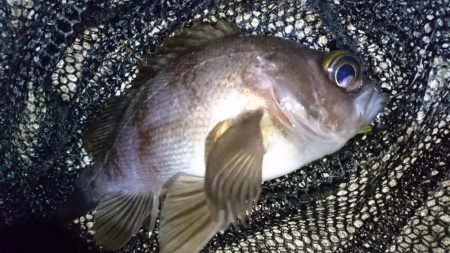 今夜は二見漁港でメバリング