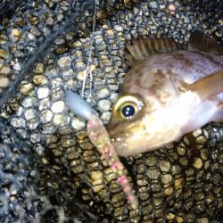 バレンタインメバリング