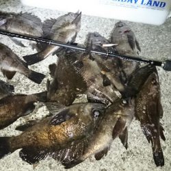 フロートメバル