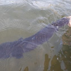 フィッシングレイクたかみや 釣果