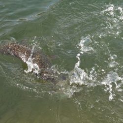 フィッシングレイクたかみや 釣果