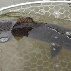 フィッシングレイクたかみや 釣果