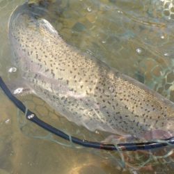 フィッシングレイクたかみや 釣果