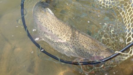 フィッシングレイクたかみや 釣果