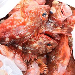 松本釣船２ 釣果