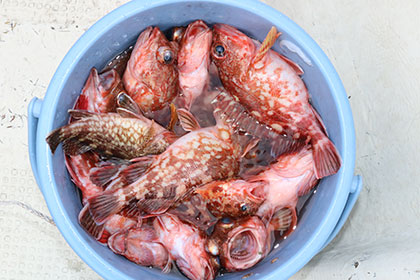 松本釣船２ 釣果