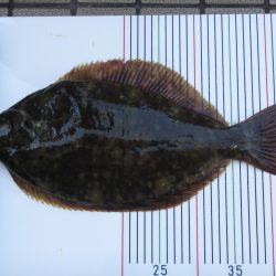 オリジナルメーカー海づり公園(市原市海づり施設) 釣果