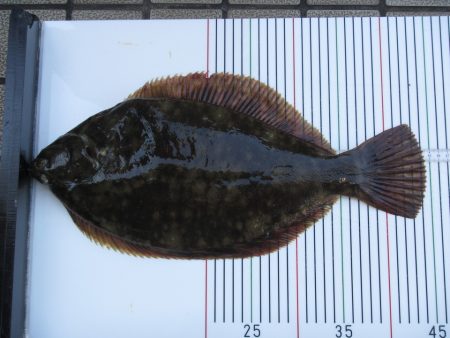 オリジナルメーカー海づり公園(市原市海づり施設) 釣果