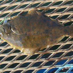 オリジナルメーカー海づり公園(市原市海づり施設) 釣果