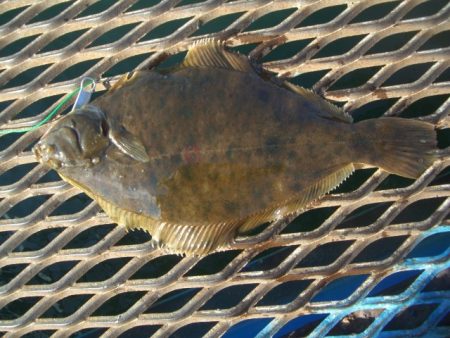 オリジナルメーカー海づり公園(市原市海づり…