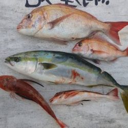網屋丸 釣果