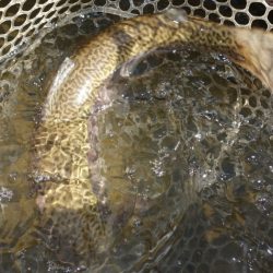 フィッシングレイクたかみや 釣果