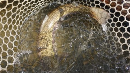 フィッシングレイクたかみや 釣果