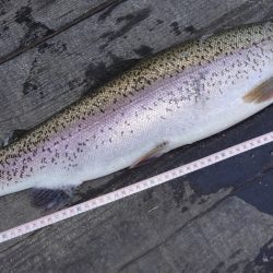 フィッシングレイクたかみや 釣果