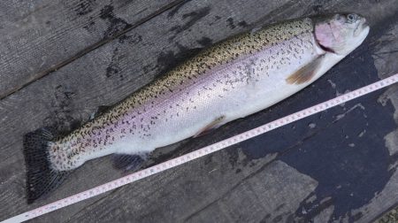 フィッシングレイクたかみや 釣果