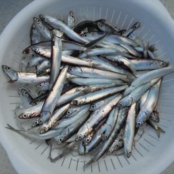 HARUKA丸 はるかまる 釣果