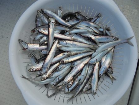 HARUKA丸 はるかまる 釣果