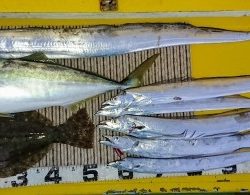 火遠理丸(ほおりまる) 釣果