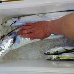 火遠理丸(ほおりまる) 釣果