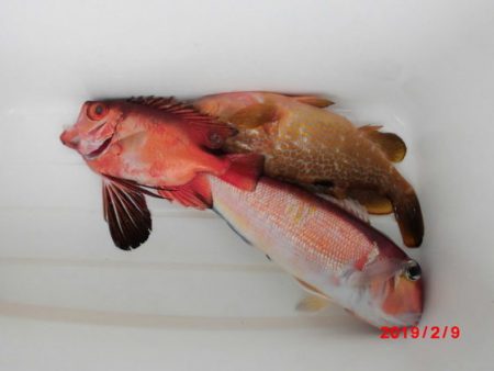 大進丸（新潟） 釣果