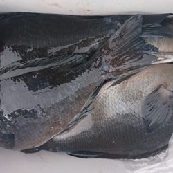 しば渡船 釣果