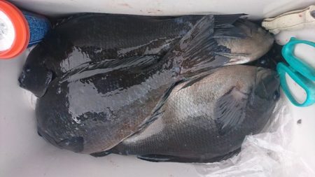 しば渡船 釣果