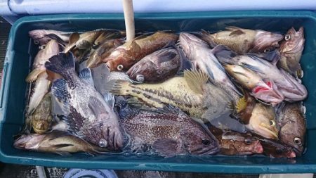 小樽港遊漁船ＳＨＡＫＥ 釣果