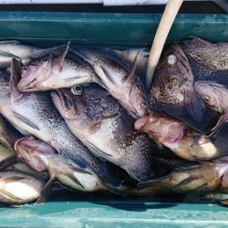 小樽港遊漁船SHAKE 釣果