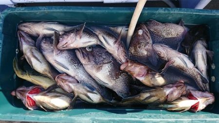 小樽港遊漁船SHAKE 釣果