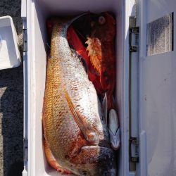 エンペラー 釣果