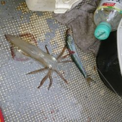 FISHING RISKY 釣果