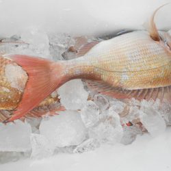 こうゆう丸 釣果