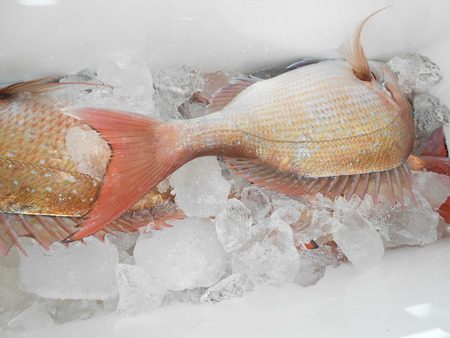 こうゆう丸 釣果