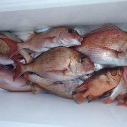 第二むつ漁丸 釣果