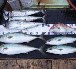 優誠丸 釣果
