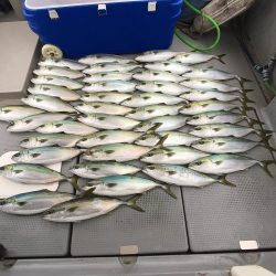 sea boss シーボス 釣果