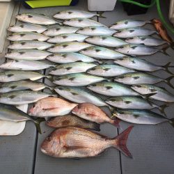 sea boss シーボス 釣果