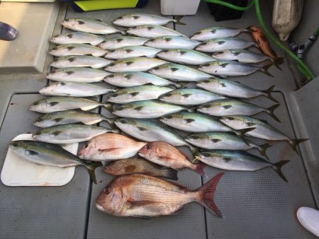 sea boss シーボス 釣果