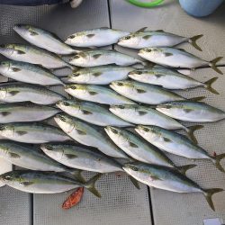 sea boss シーボス 釣果